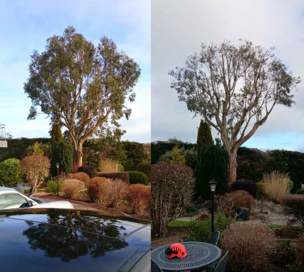 CROWN-REDUCTION-AND-RE-SHAPING.-MATURE-EUCALYPTUS--1024x918 crown thinning services in somerset